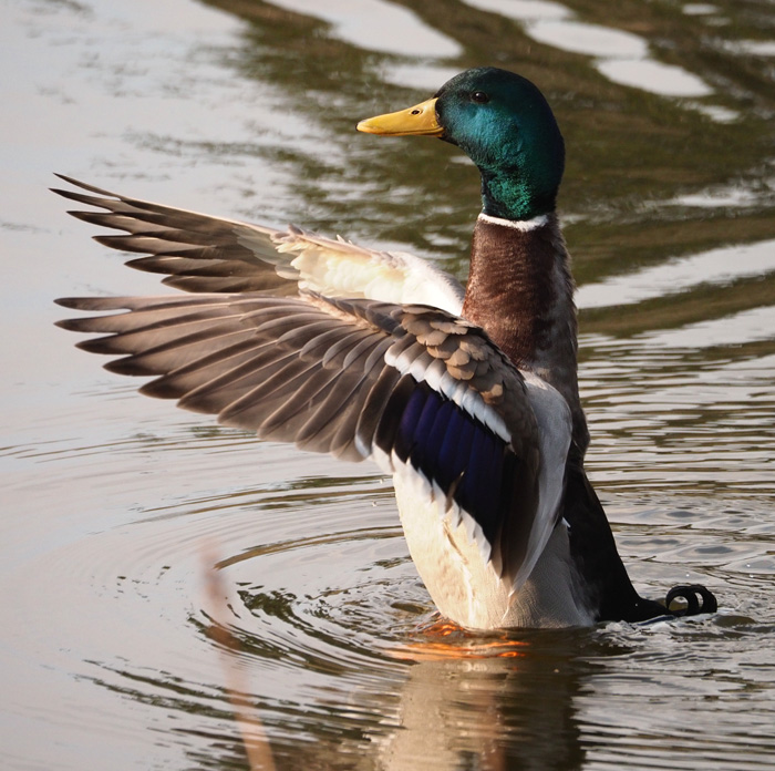Stockente, Anas platyrhynchos Erpel